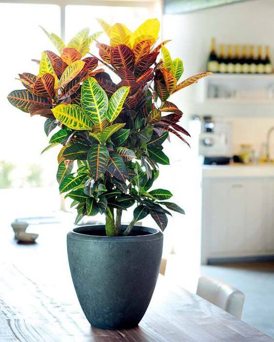 plantas de baixa manutenção para apartamento