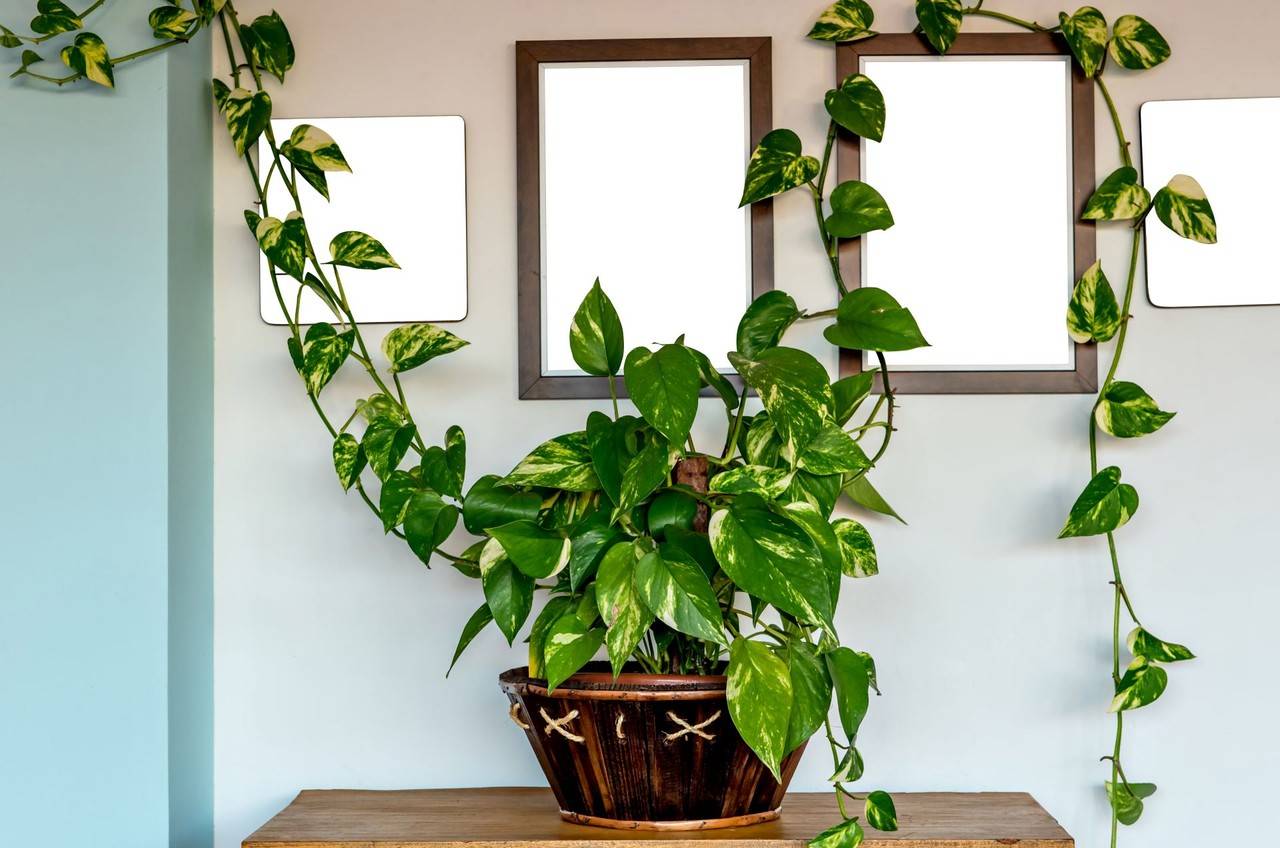 plantas pet friendly para apartamento