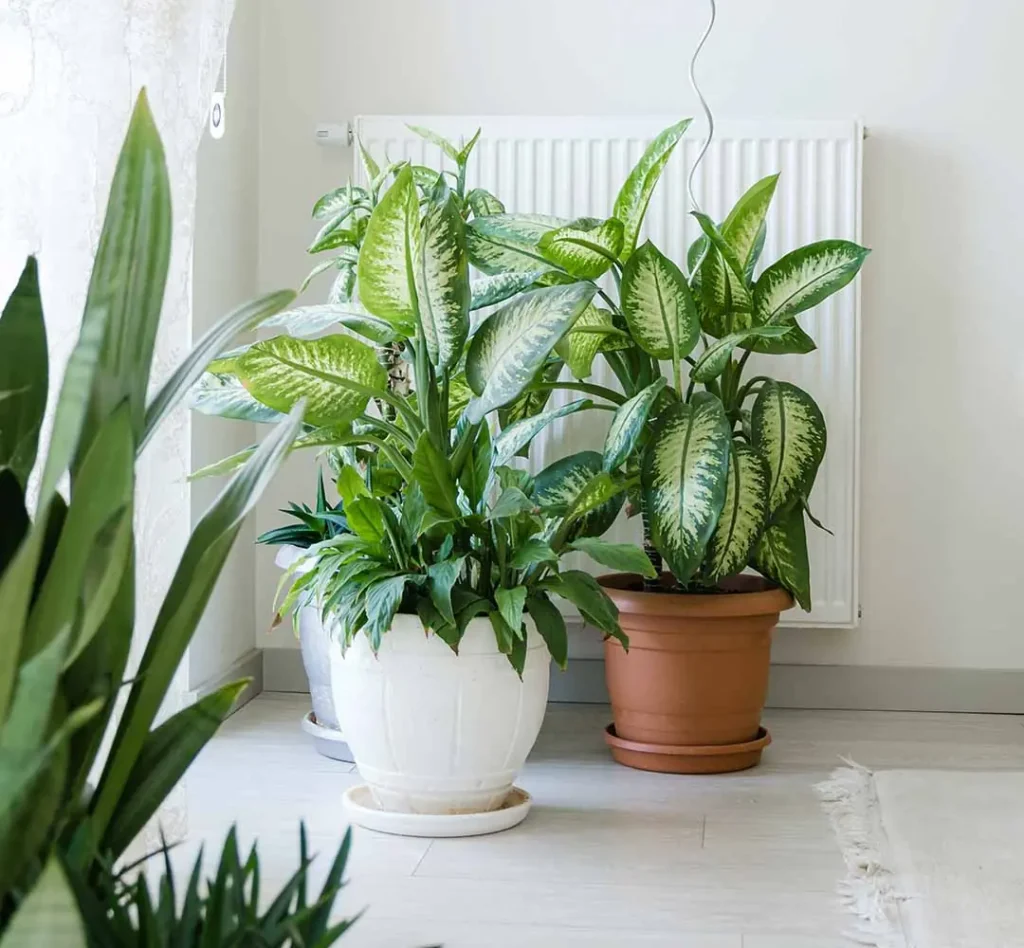 plantas pendentes para apartamento sombra