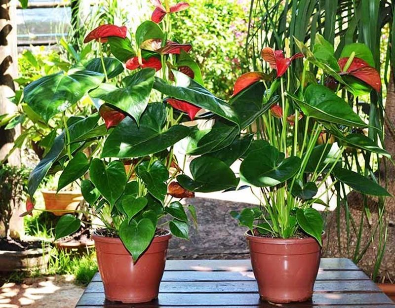 melhores plantas para apartamento escuro