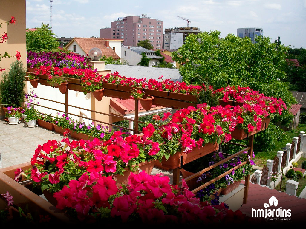 plantas para sacada com sol