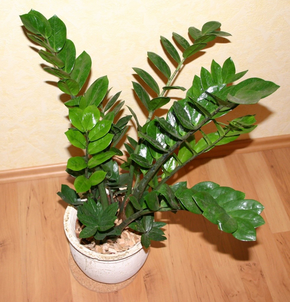 plantas seguras para gatos e cães em apartamento