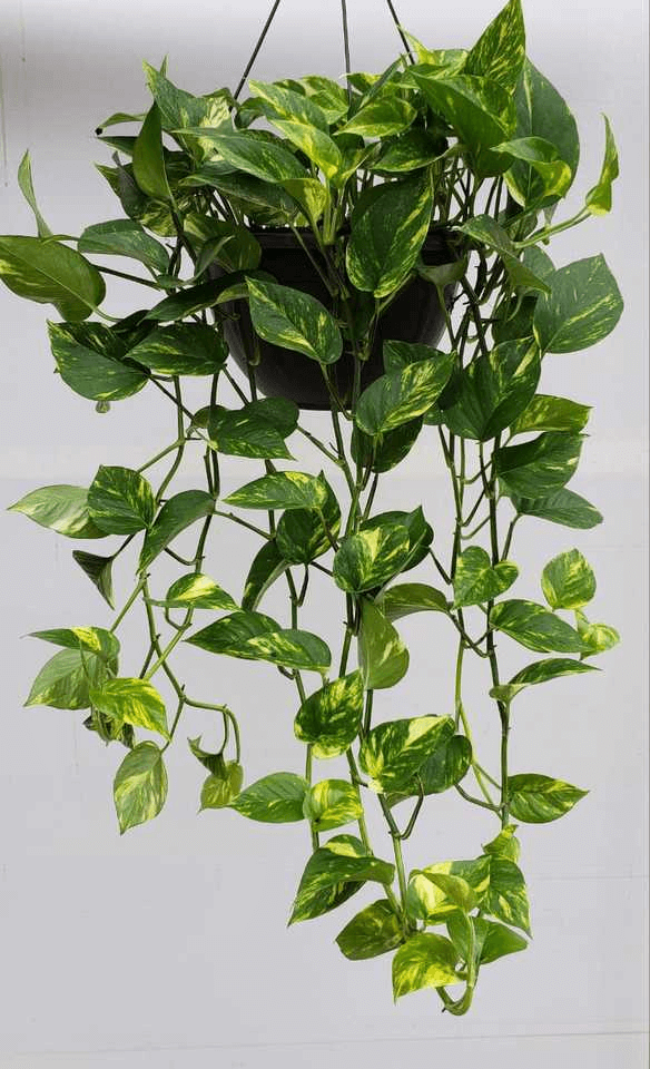 plantas para apartamento com pouca luz