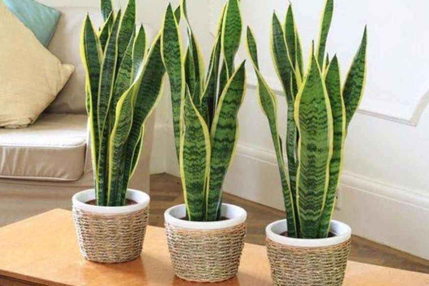 plantas grandes para apartamento