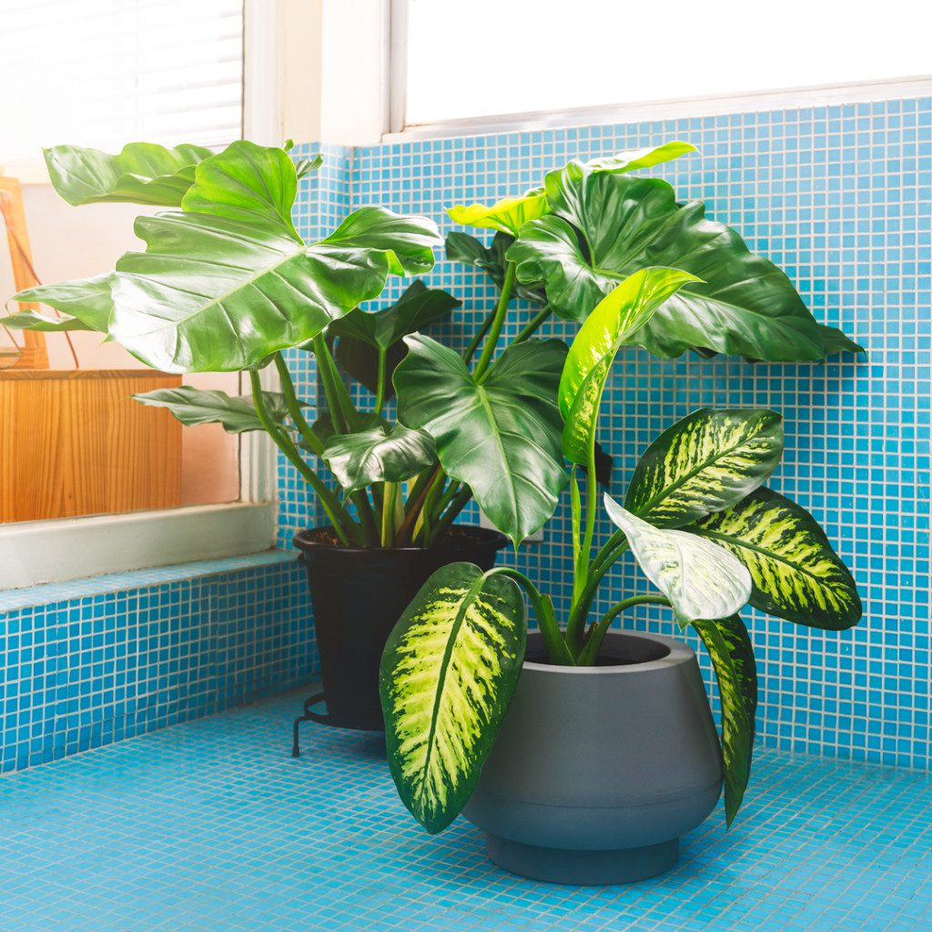 plantas para varanda com vento