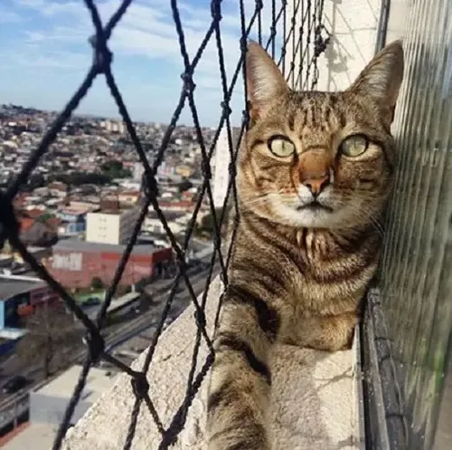 tela mosquiteira para sacada de apartamento