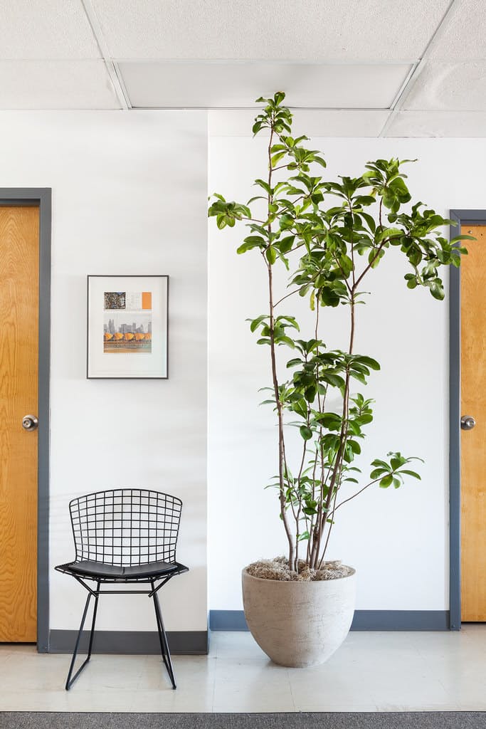 plantas para apartamento pequeno