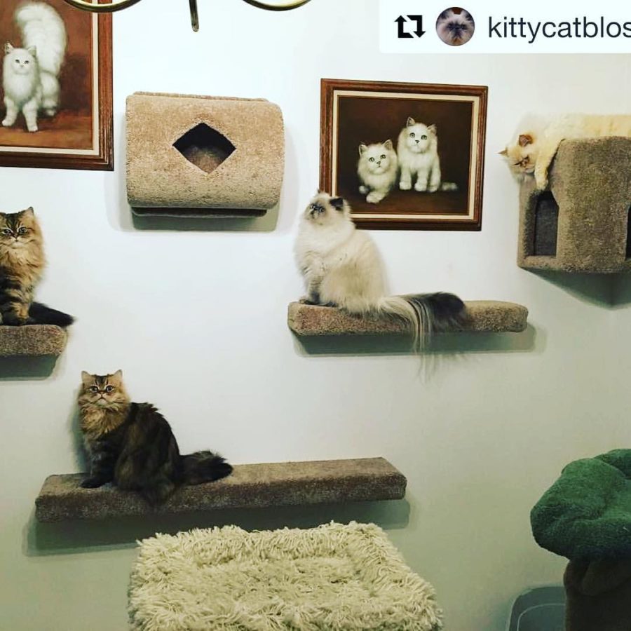 enriquecimento ambiental para gatos em apartamento