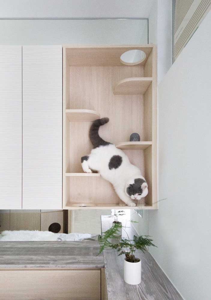 prateleiras para gatos