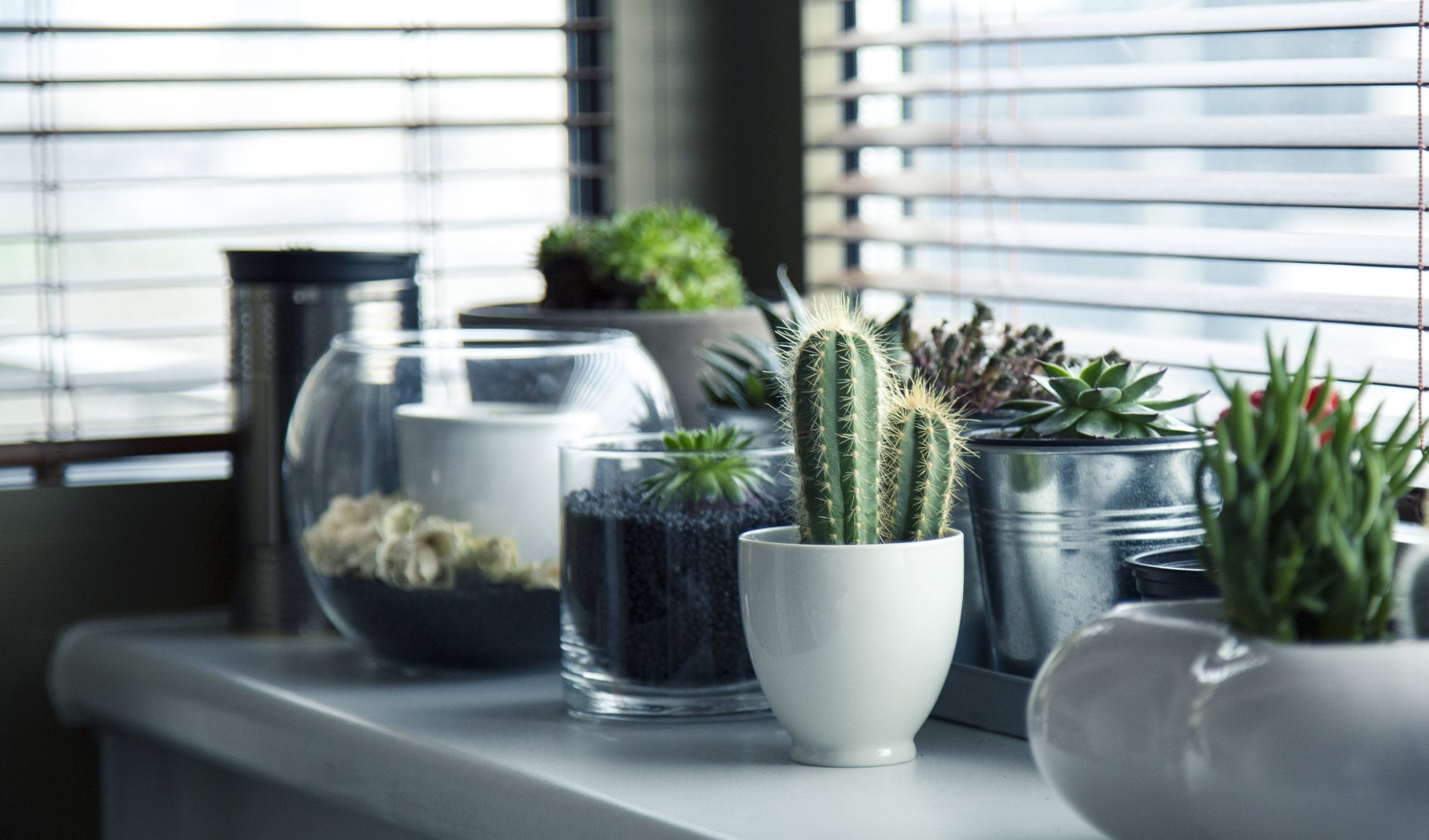 plantas de sombra para interiores