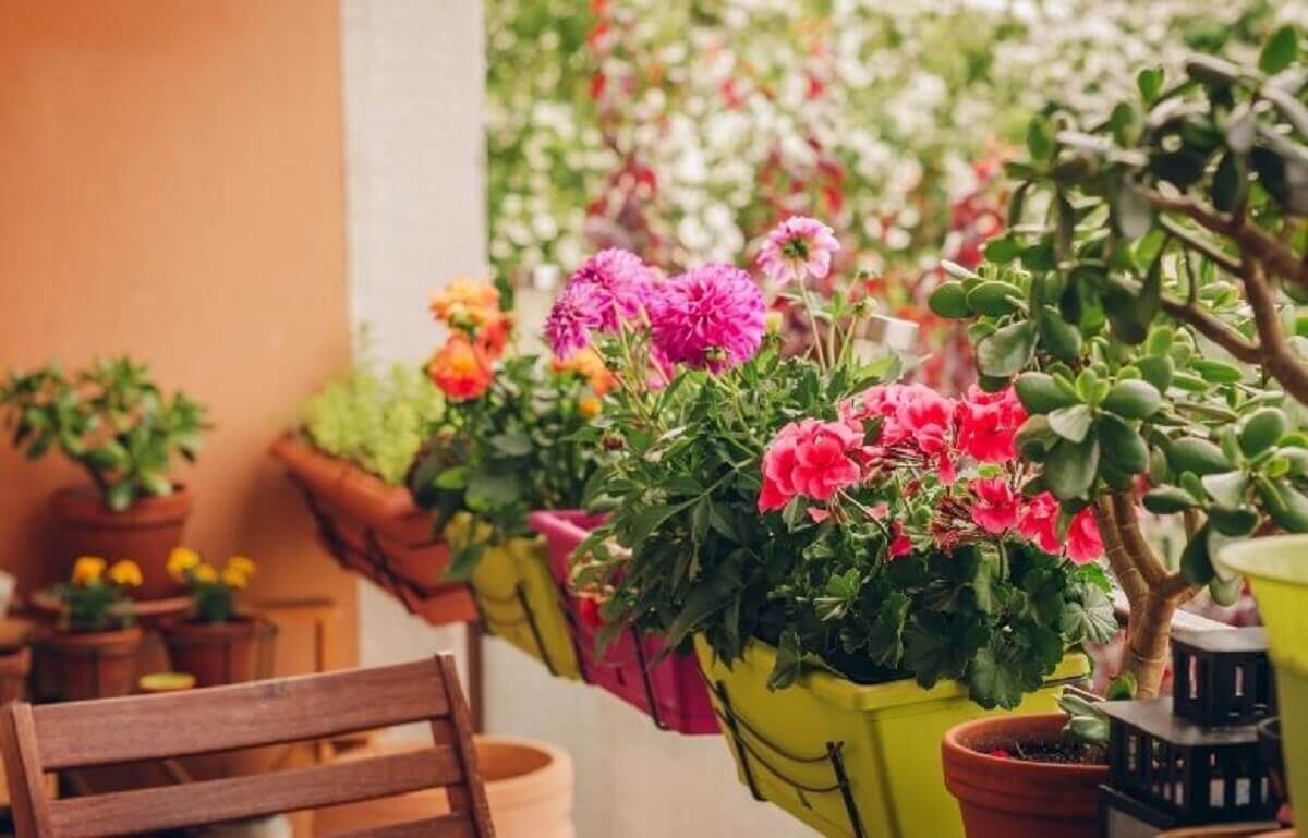 melhores plantas para ambientes internos