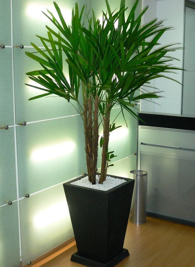 plantas de sombra para interiores