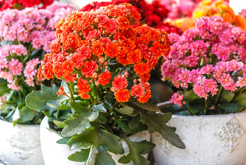 flores que purificam o ar