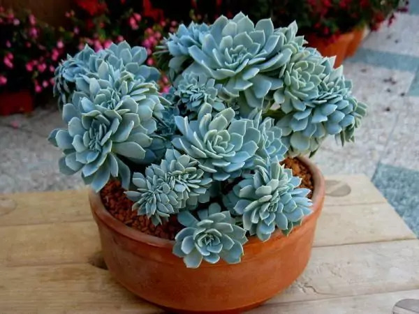 plantas para apartamento pequeno