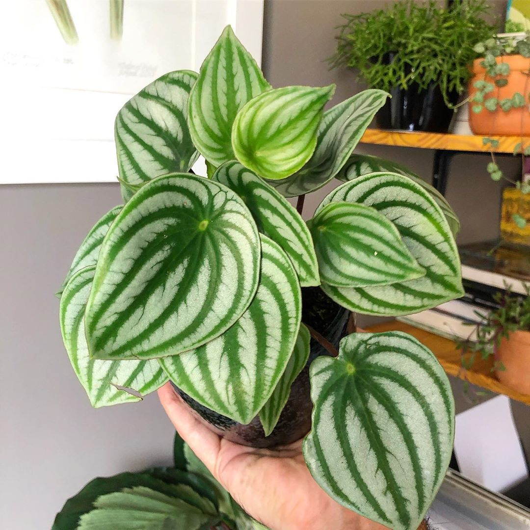 melhores plantas para apartamento com pouca luz
