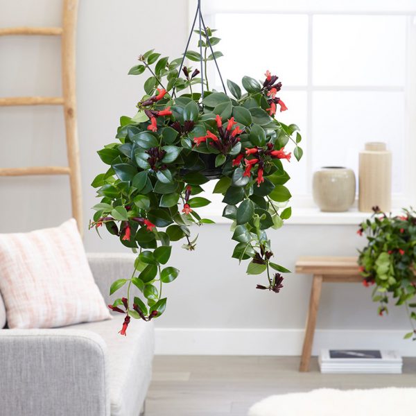 plantas de interior fáceis de cuidar