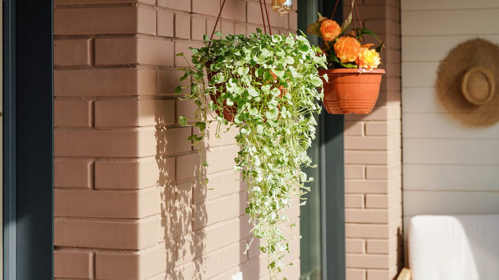 plantas de interior fáceis de cuidar