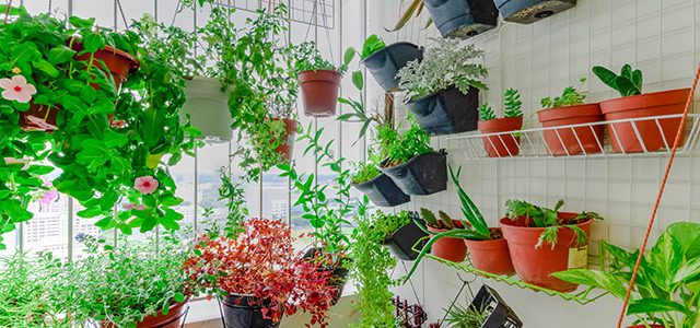 cuidados com plantas de apartamento