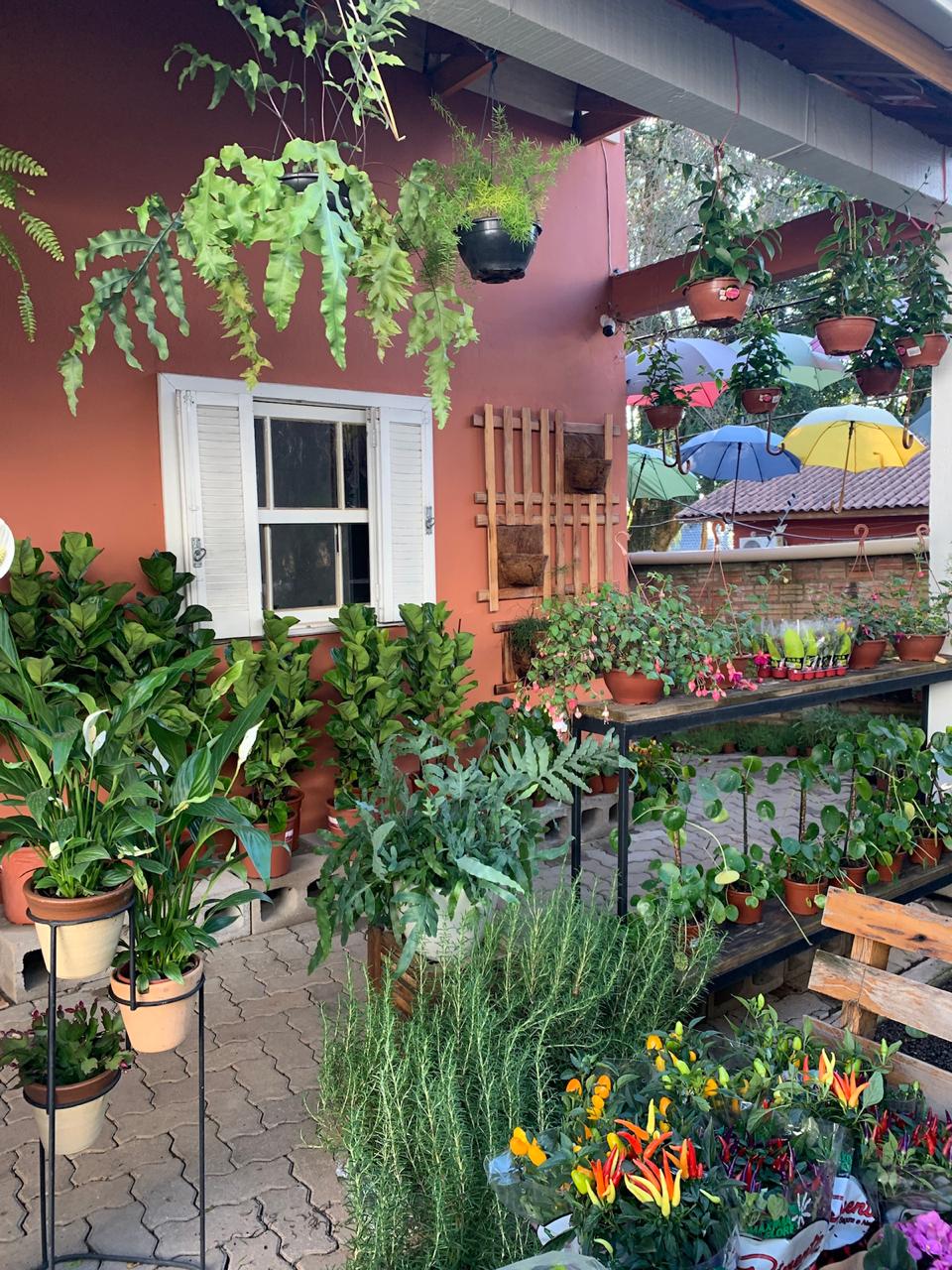 plantas resistentes para varanda