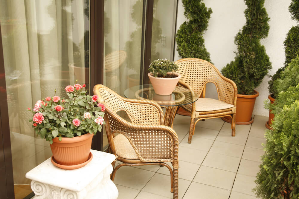 plantas de interior para varanda com pouca luz