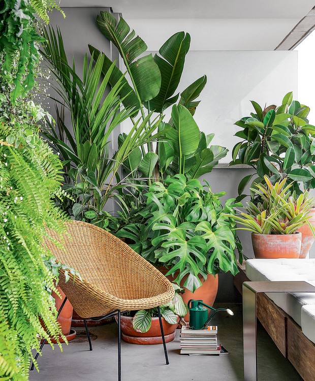 plantas para varanda de apartamento