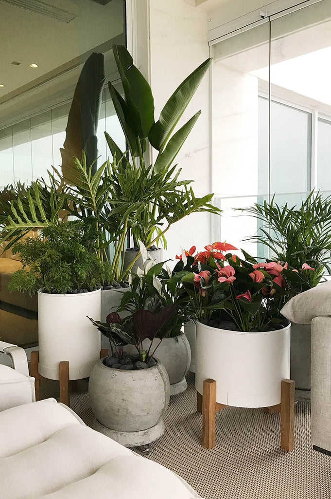 decoração com plantas em apartamento