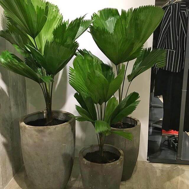 plantas para apartamento com pouca luz