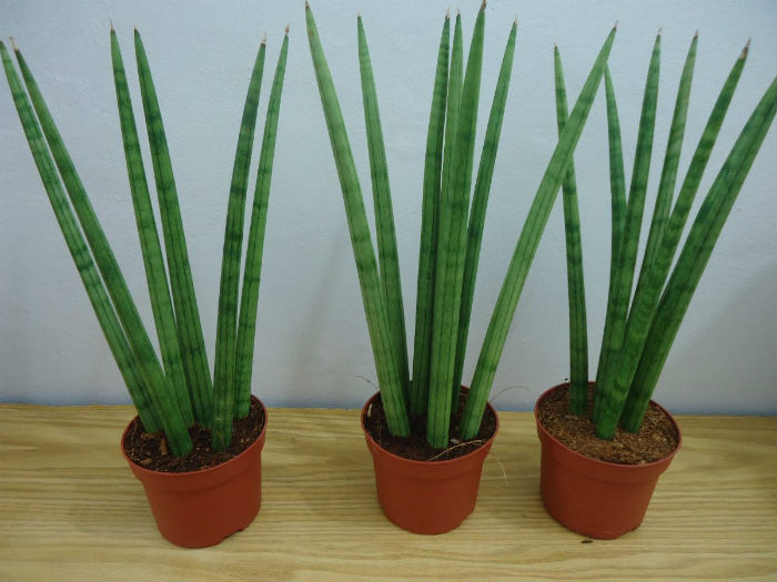 plantas para apartamento com pouca luz