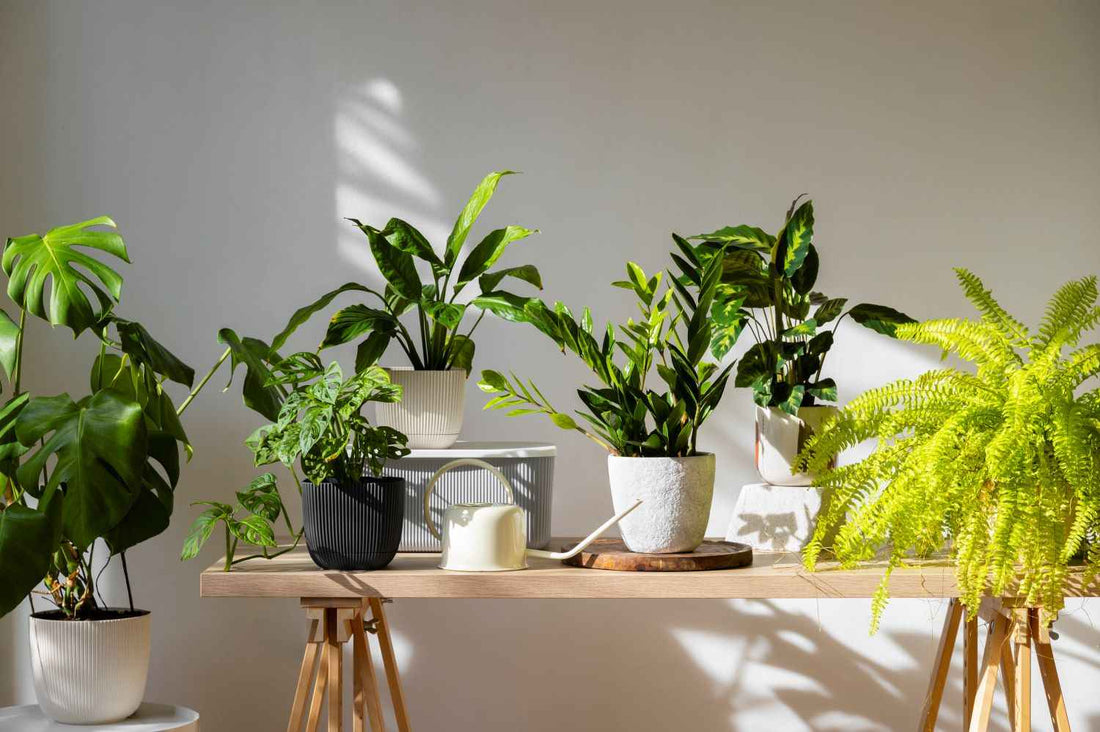 plantas para apartamento pequeno