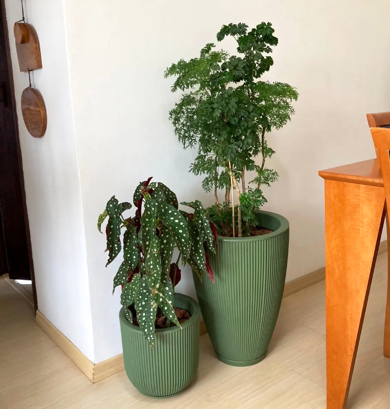 plantas para apartamento com pouca luz