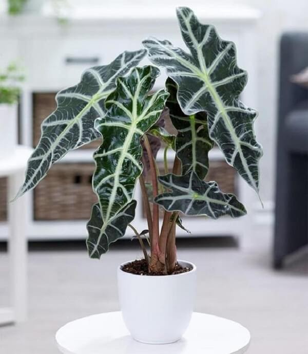 plantas de interior com flores
