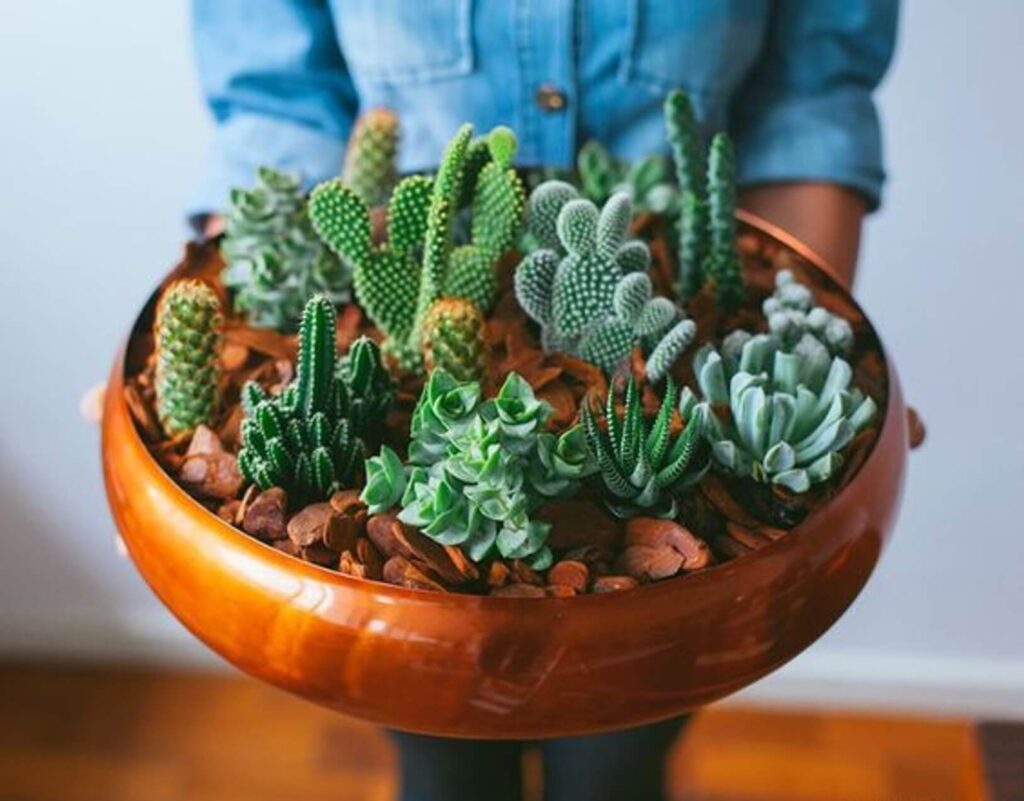 plantas com flores para interior