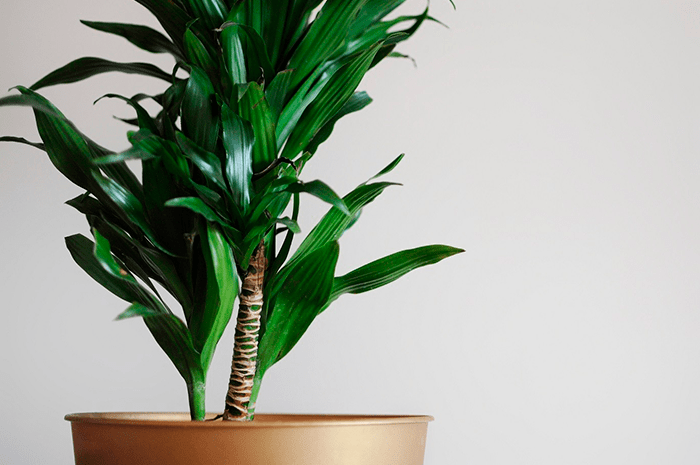 plantas de interior resistentes