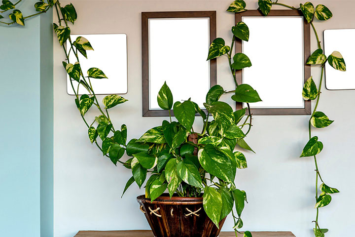 plantas para ambientes com pouca luz