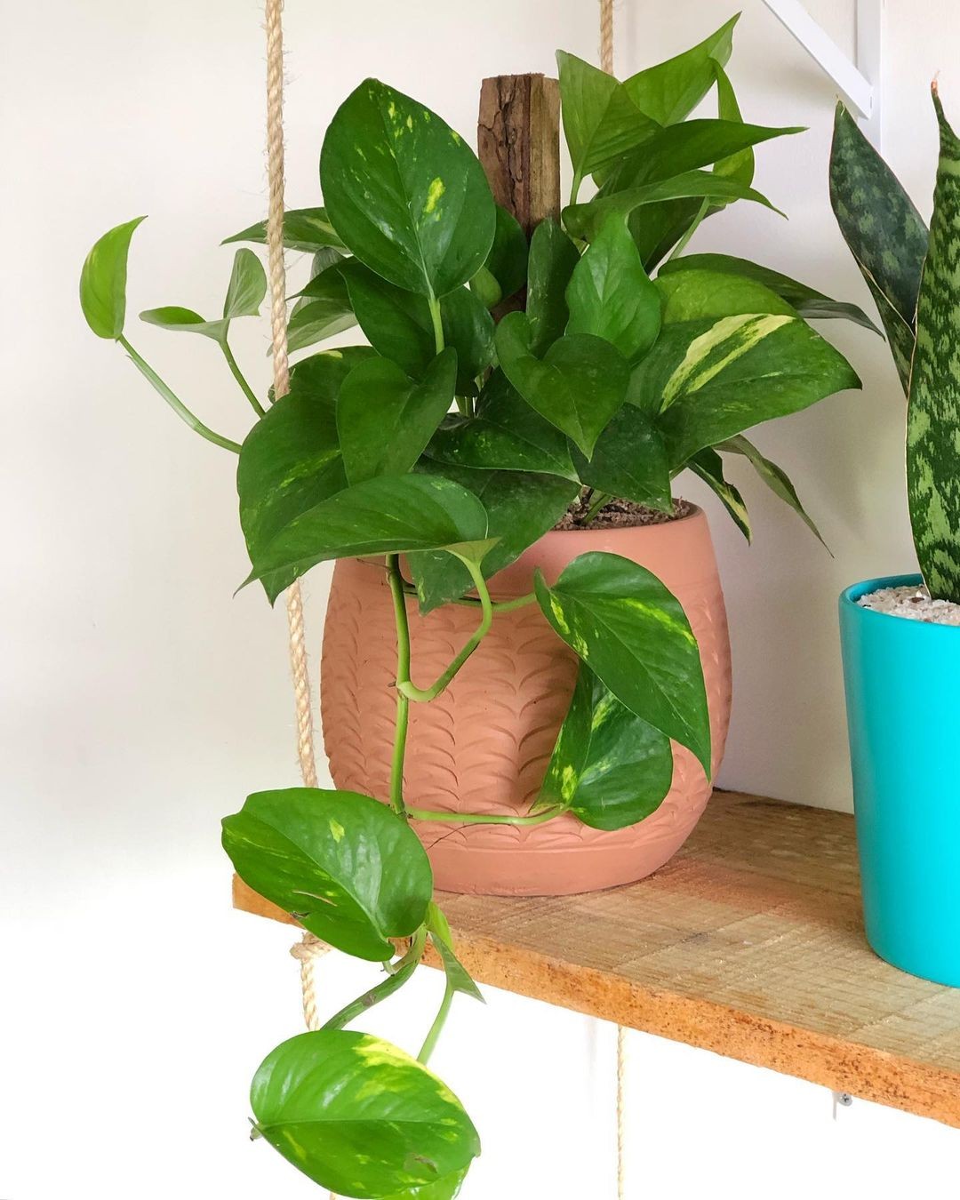plantas para apartamento pequeno