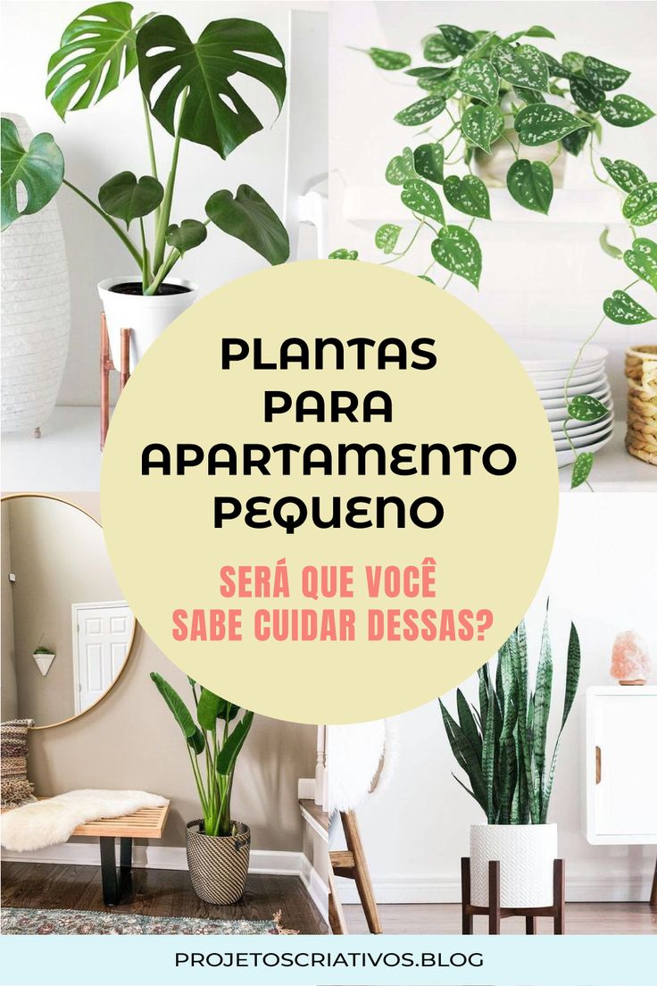 melhores plantas para varanda pequena