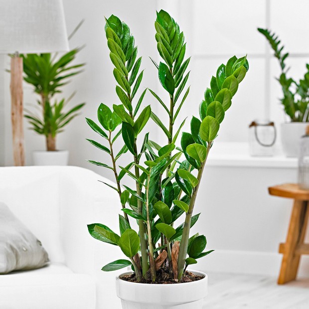 plantas para hall pequeno
