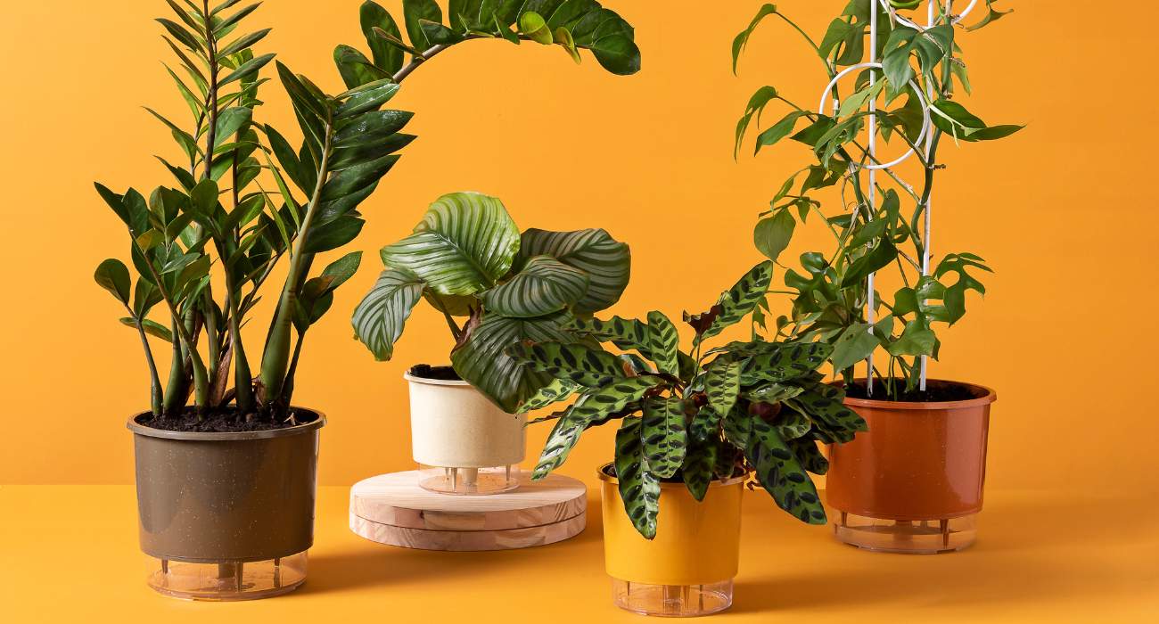 plantas para corredor de apartamento