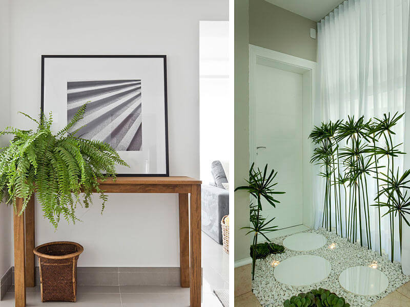 plantas purificadoras de ar para apartamento