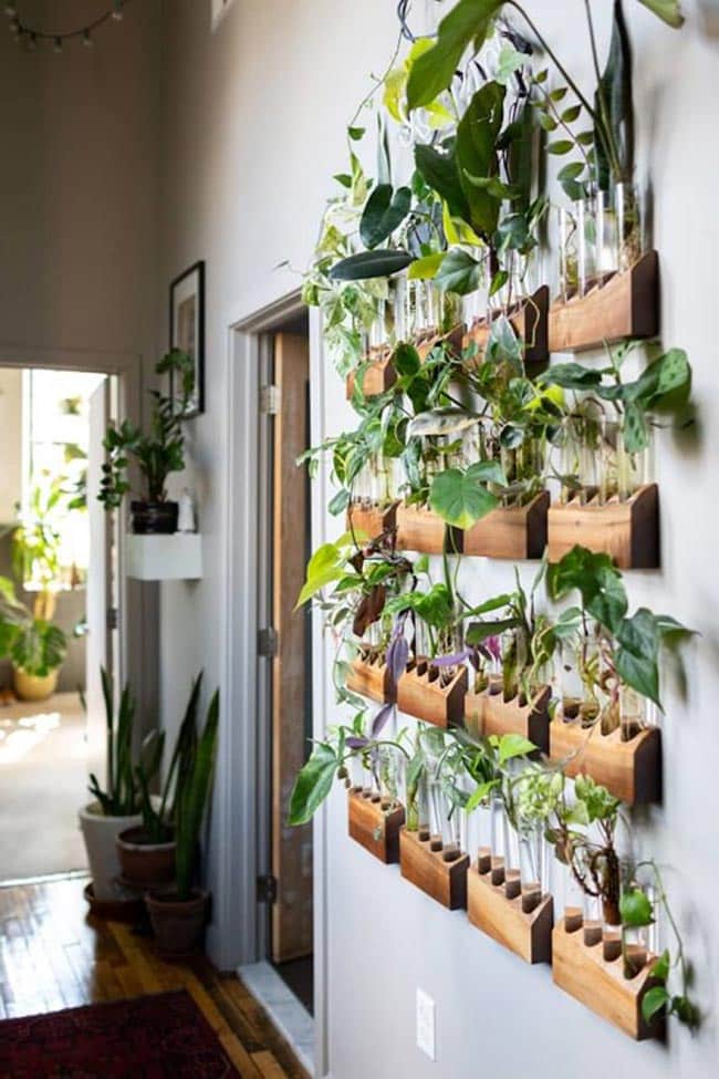 plantas de interior fáceis de cuidar