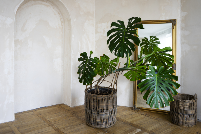 plantas que não precisam de sol para apartamento