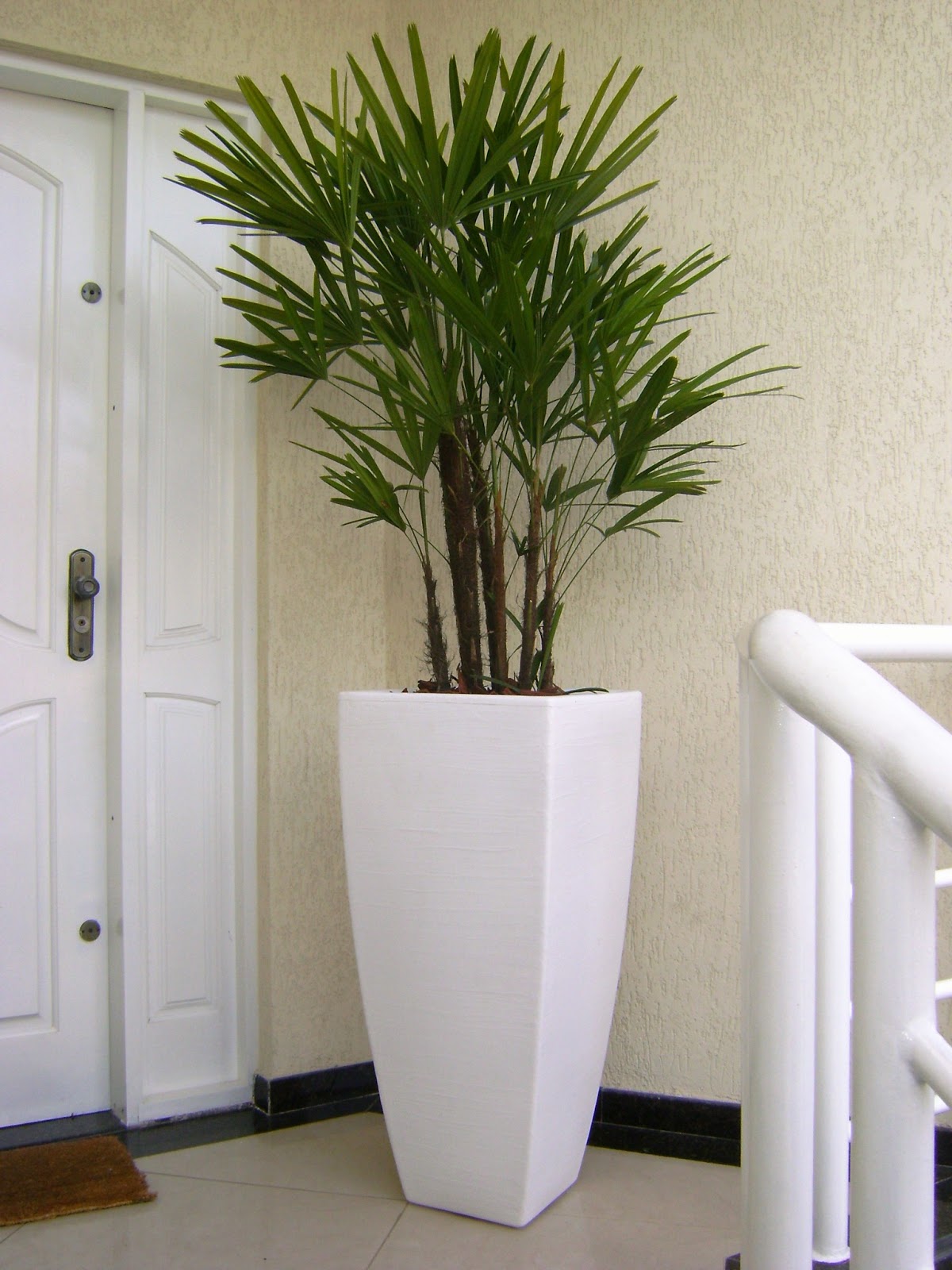 plantas para apartamento com pouca luz