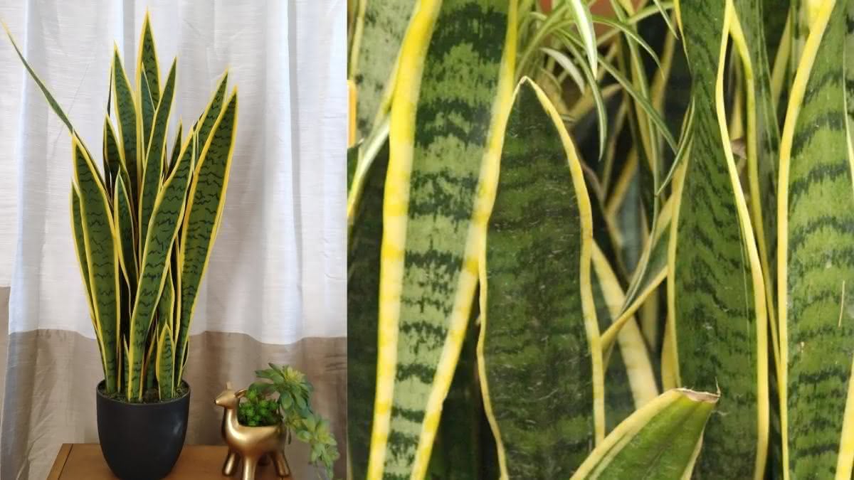 plantas purificadoras de ar para apartamento