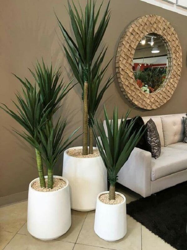 plantas para apartamento com pouca luz