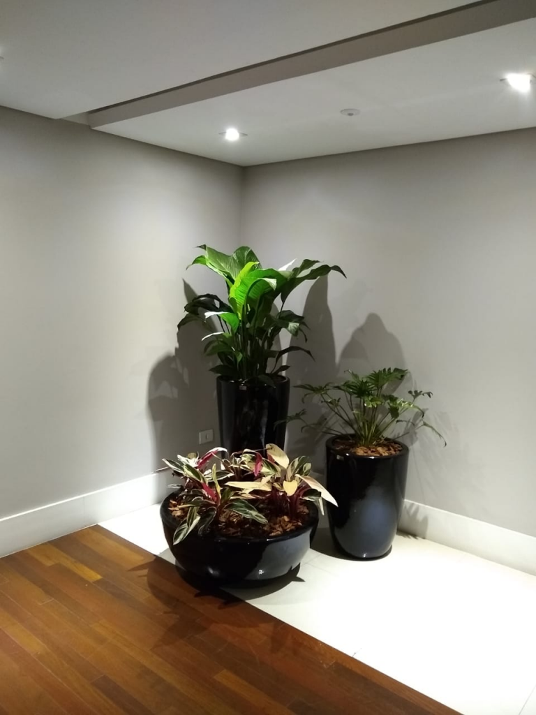 melhores plantas para hall de entrada