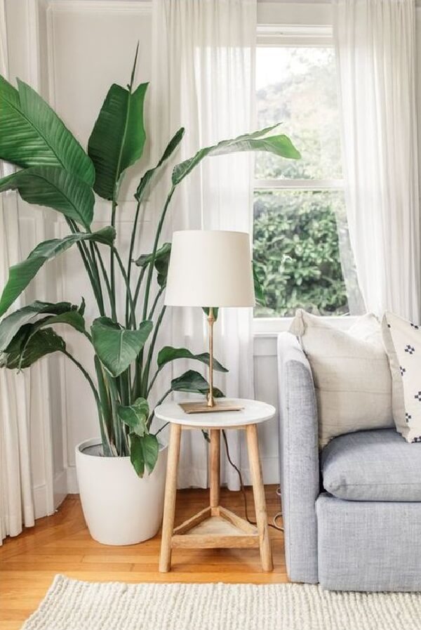 melhores plantas para quarto de apartamento