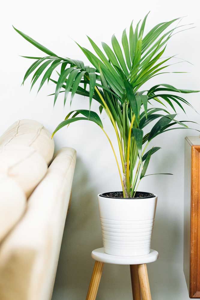plantas para varanda de apartamento
