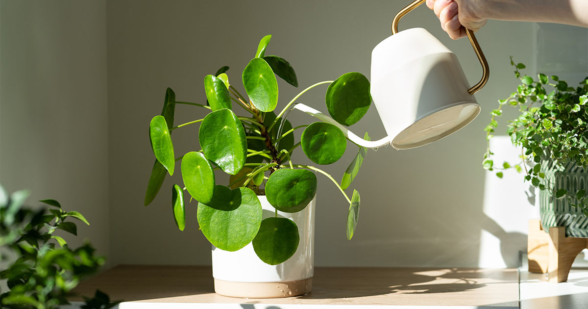plantas para apartamento pequeno