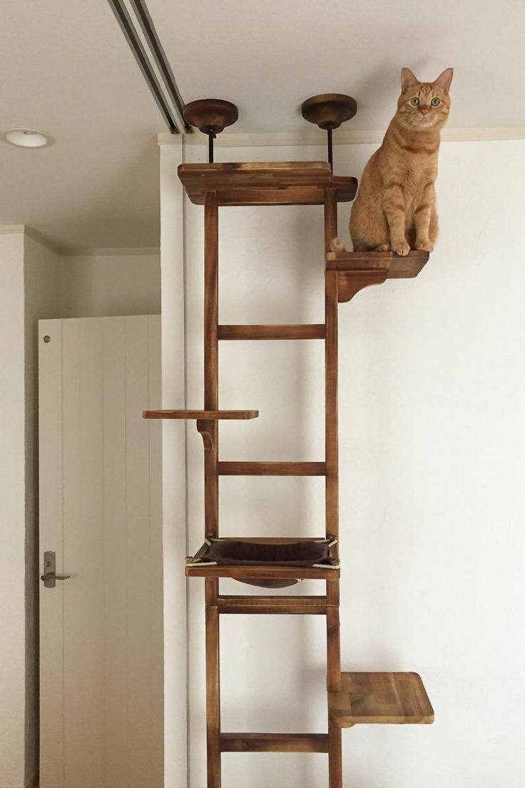móveis para gatos em espaços pequenos